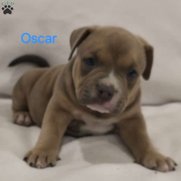 Oscar, American Bully Puppy